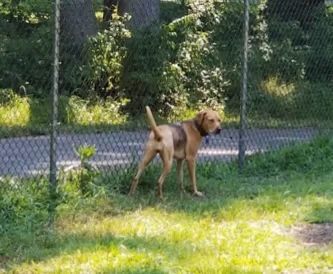 Iron Hill Dog Park photo 1